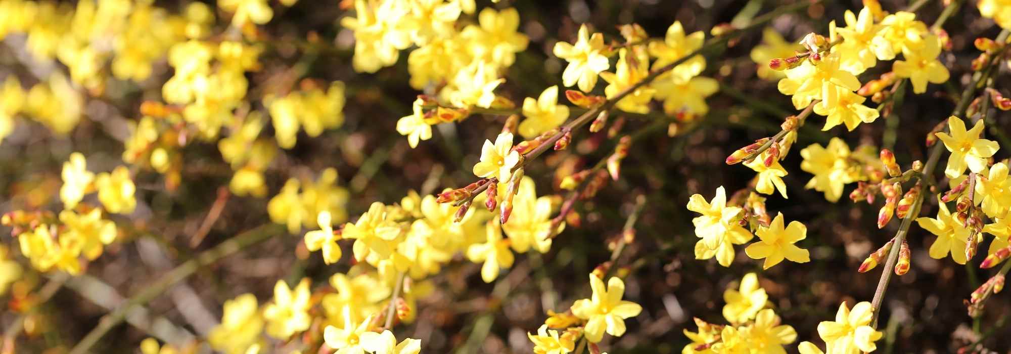 Winter jasmine associations: 5 lovely scenes