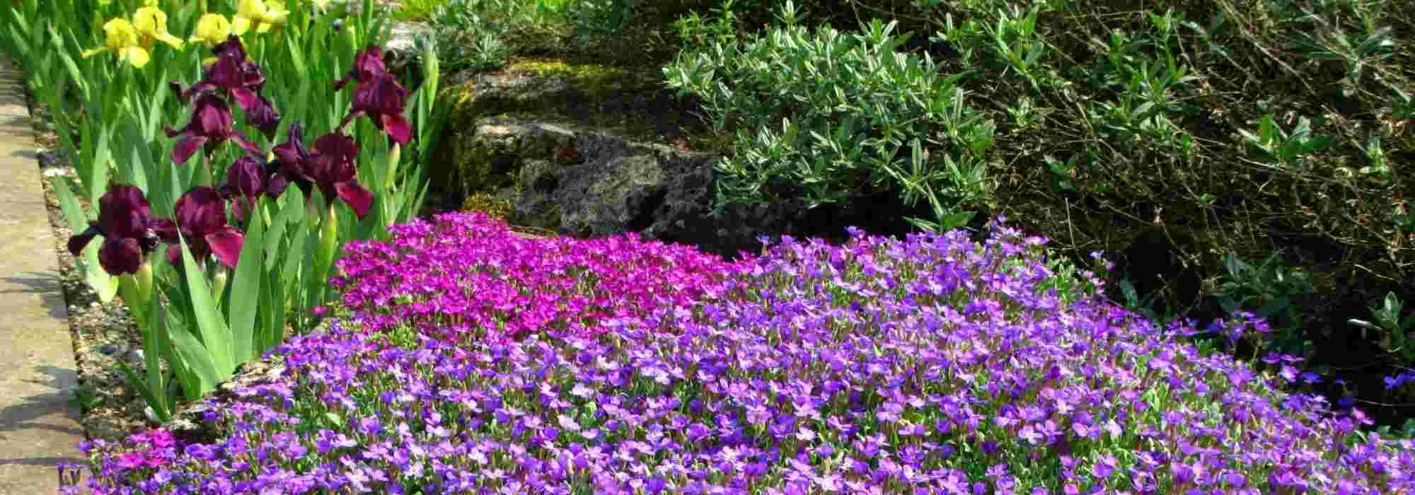 Aubrieta: pairing ideas