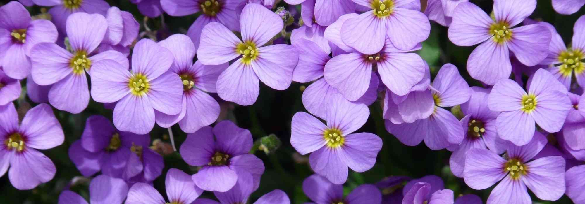 How to grow Aubrieta in a pot?