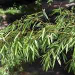 Bamboo diseases and pests