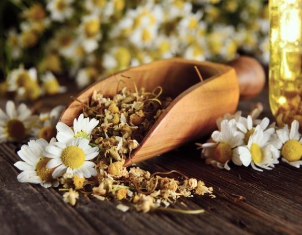 How to dry chamomile flowers?