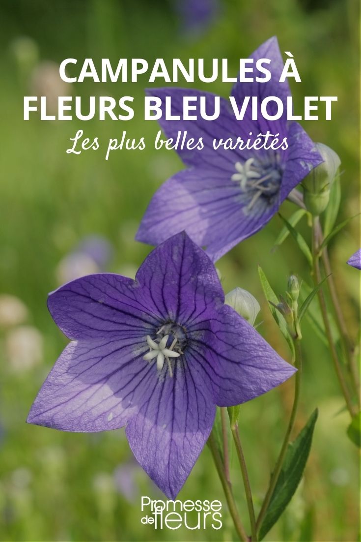Blue-Violet Campanulate: Our Top 6 Favourite Varieties