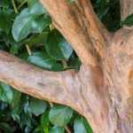 How to train a tree as a coppice?