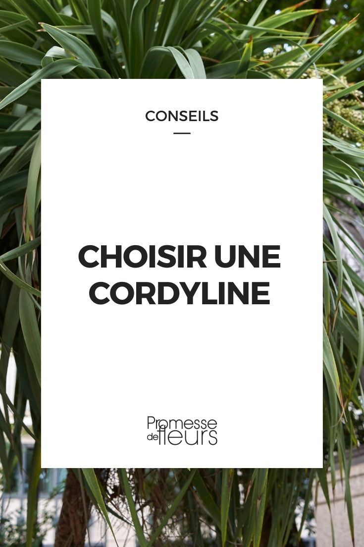 Cordyline: Buying Guide