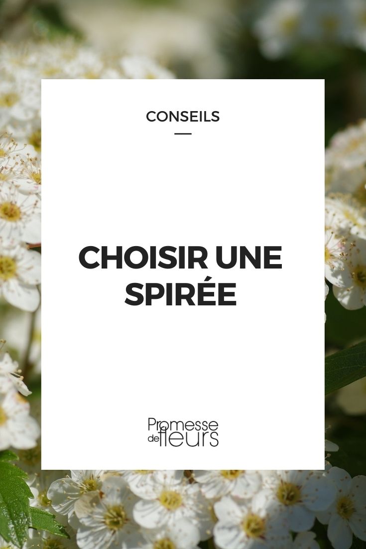 Choosing a Spiraea
