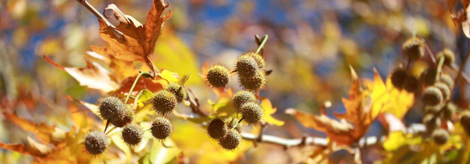 How to combat the plane tree tiger moth?