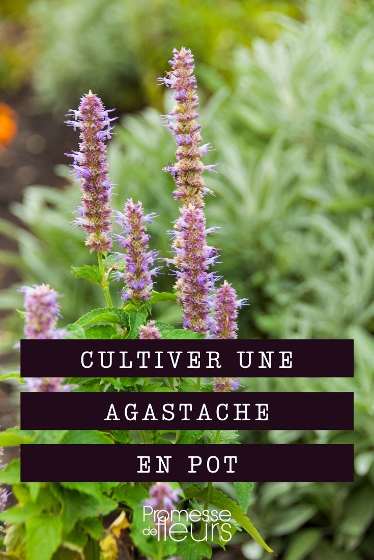 Succeeding in Growing Agastache in Pots