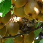 How to differentiate between kiwi and kiwaï?