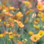 Geum, Avens: how to choose?