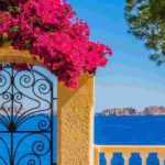 6 climbing plants for coastal areas