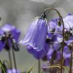 6 groundcover campanulas