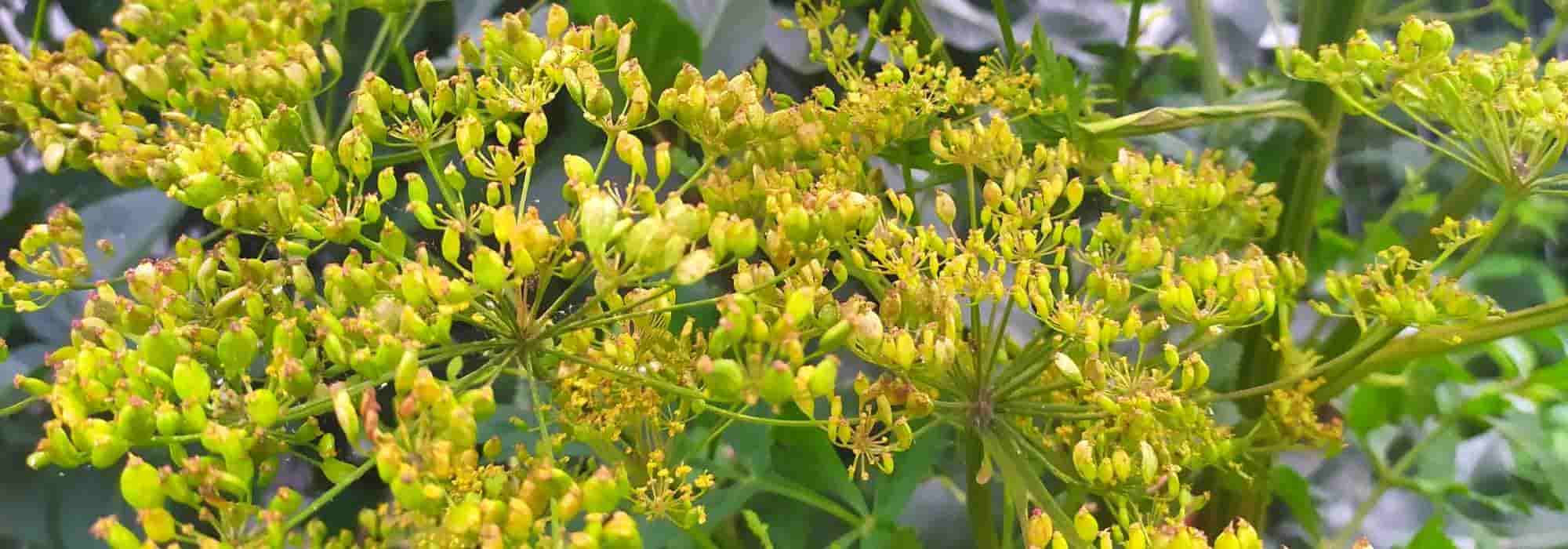 Bolting: when plants are going to seed