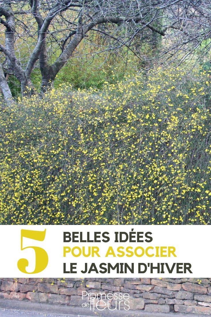 Pairing Winter Jasmine