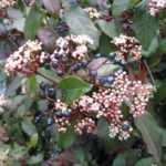 Diseases and pests of laurustinus