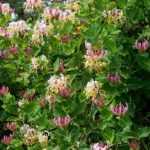 How to take cuttings from Honeysuckle?