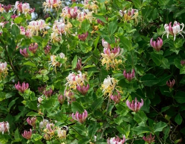 How to take cuttings from Honeysuckle?