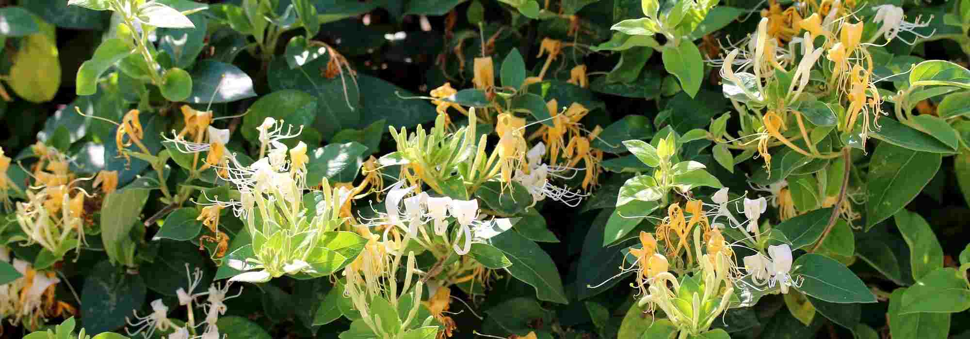 How to grow Honeysuckle in a pot?