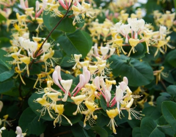 How to Prune a Honeysuckle?