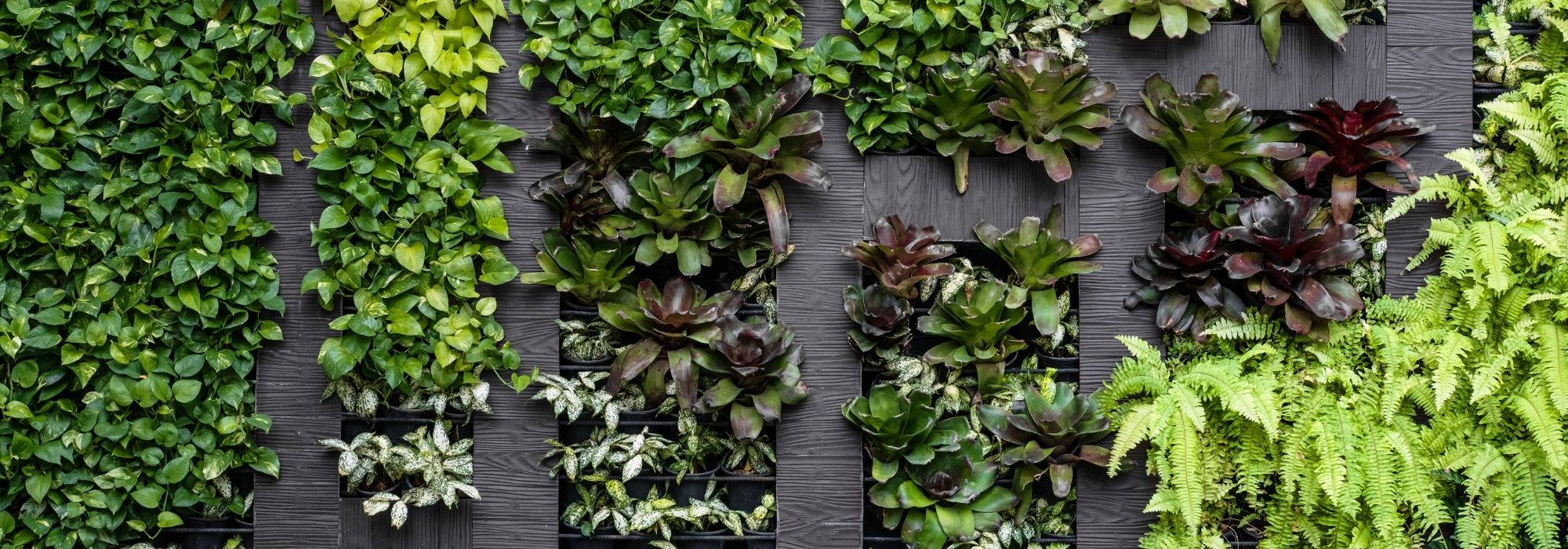 How to create an outdoor living wall?