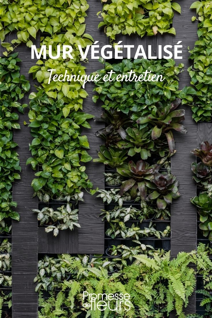Living Walls: Techniques and Maintenance