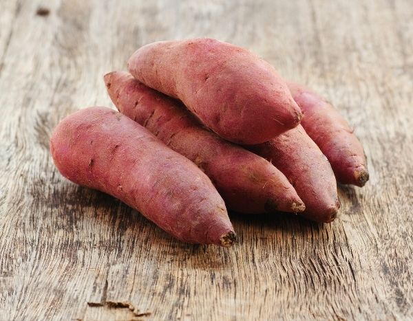 Planting sweet potato slips