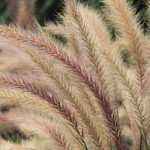 Feathery inflorescences