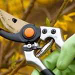 How to prune a shrub?