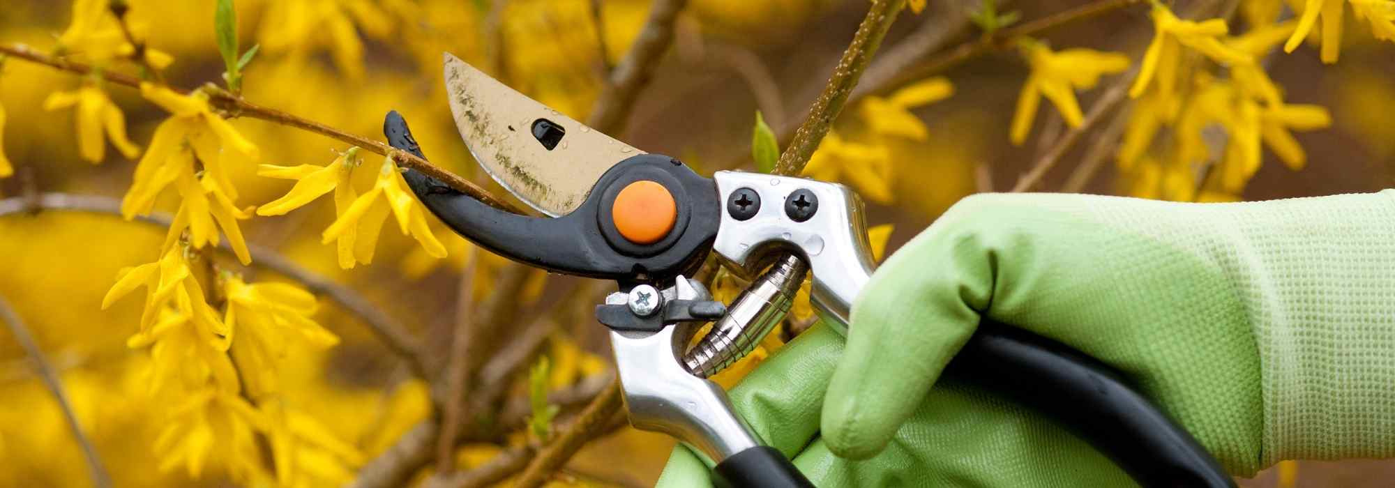 How to prune a shrub?