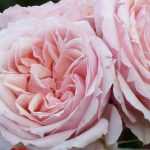 The most beautiful Guillot roses