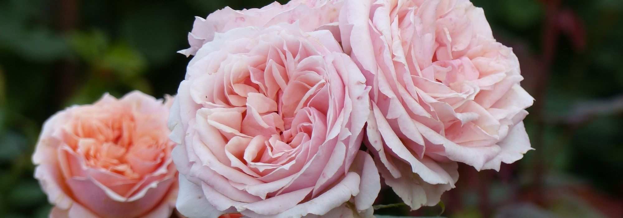 The most beautiful Guillot roses