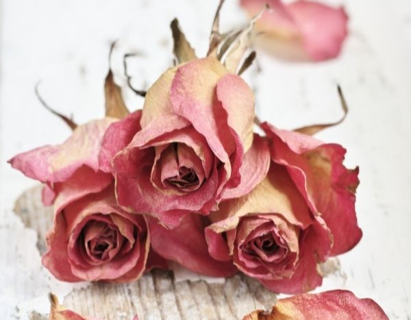 How to dry roses?