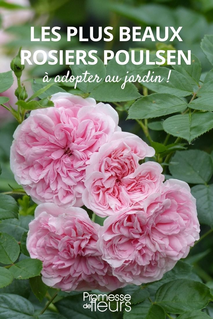 Our Selection of Poulsen Roses