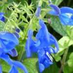 7 blue salvias