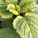 How to dry lemon balm leaves?