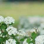 How to choose a spiraea?