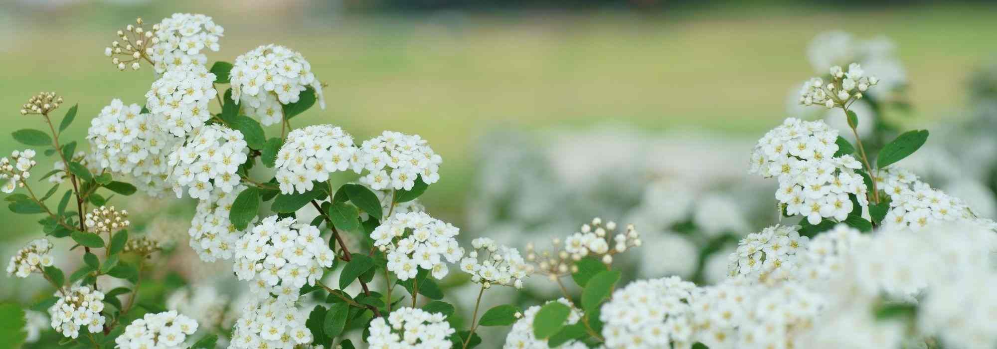 How to choose a spiraea?
