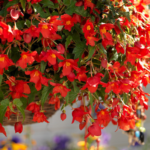How to make a hanging Begonia?