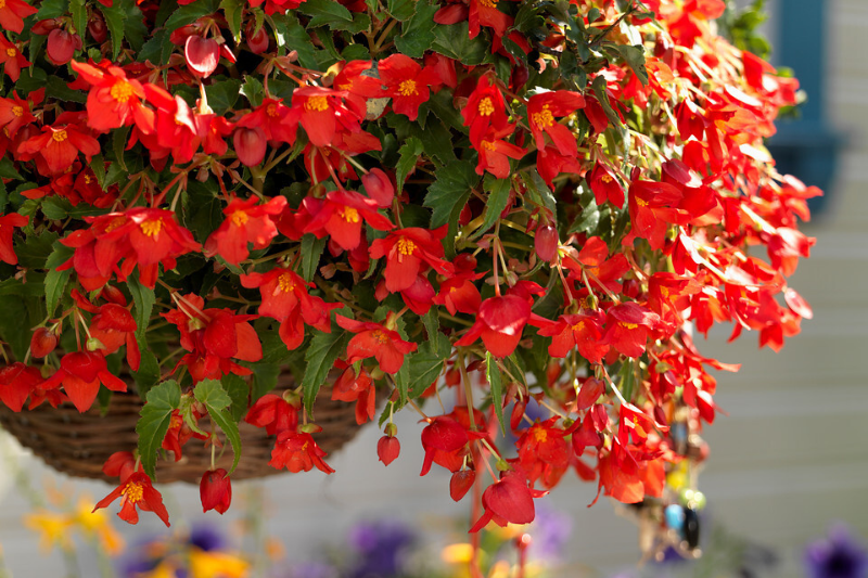 How to make a hanging Begonia?