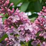 7 pink-flowering lilacs to adopt in the garden!