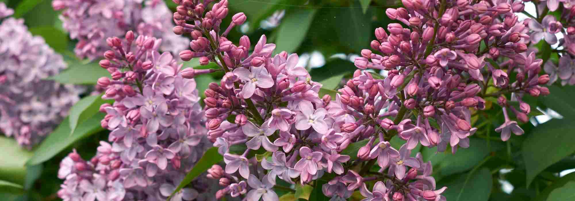 7 pink-flowering lilacs to adopt in the garden!