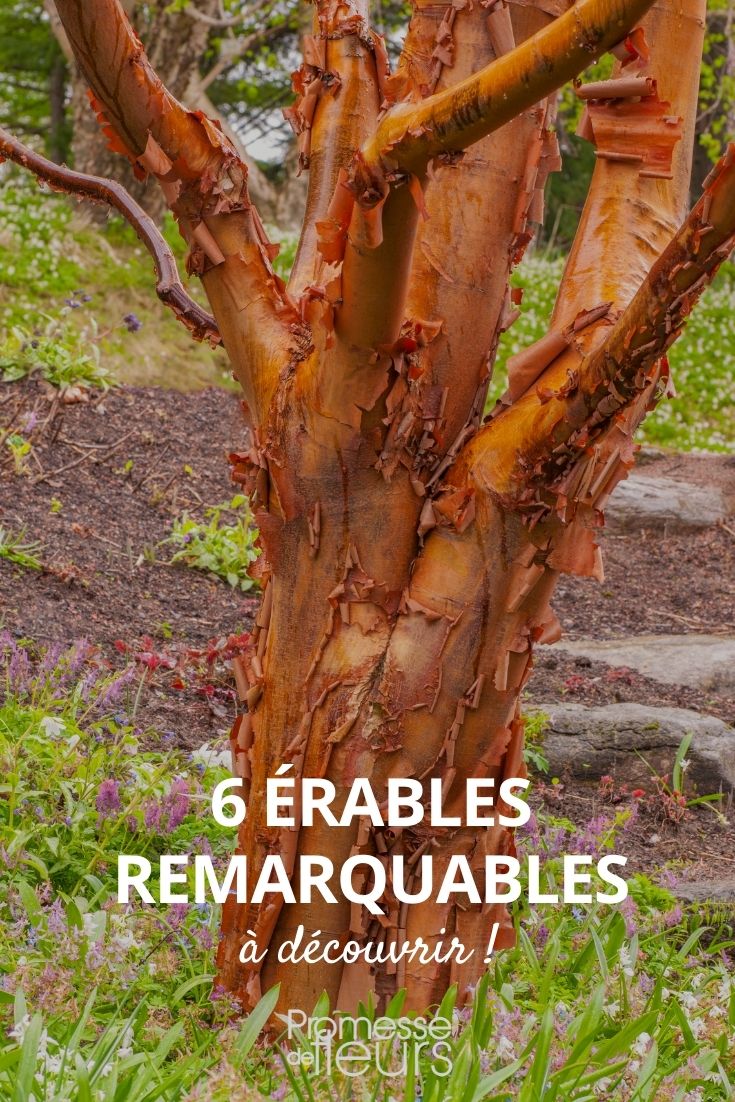 Our Selection of Maples with Beautiful Bark or Stunning Autumn Colours