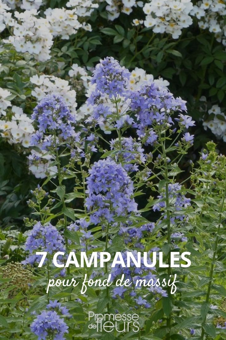 Large Campanulate Flowers for the Back of the Border