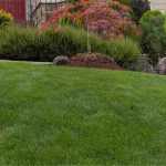 Which lawn to choose?