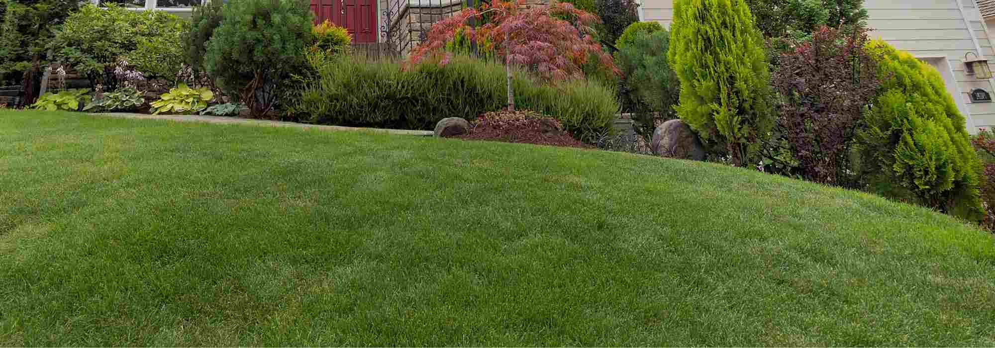 Which lawn to choose?