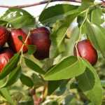 Jujube tree: planting, pruning, and care