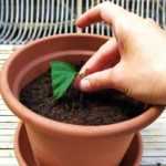 How to take a cutting from a shrub hibiscus?