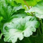 5 large-leaved perennials
