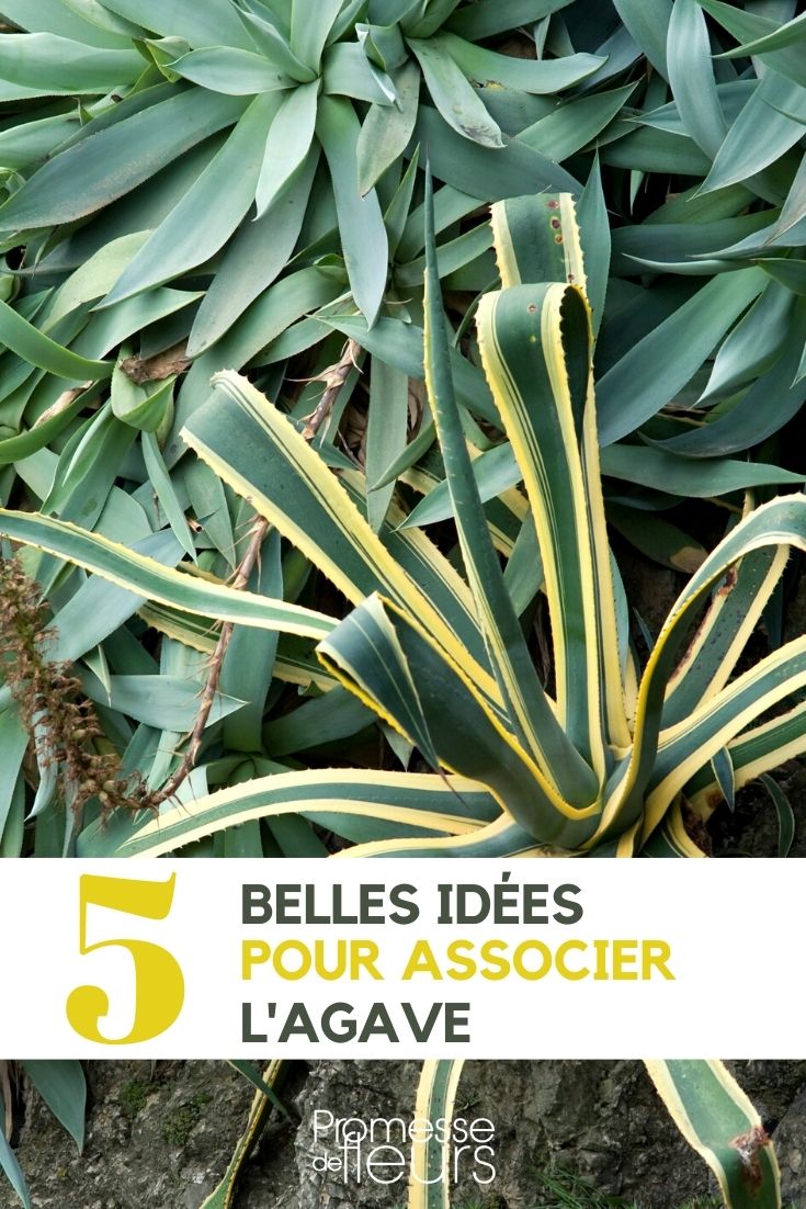 Agave: 5 Plant Pairing Ideas