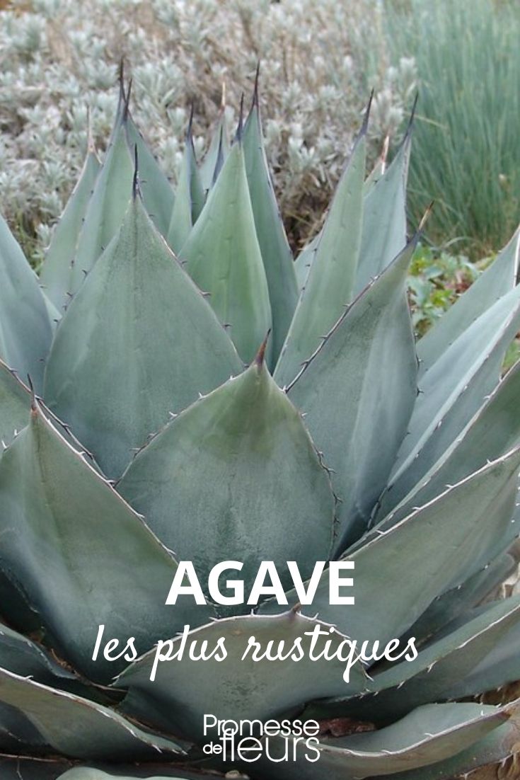 hardy agave