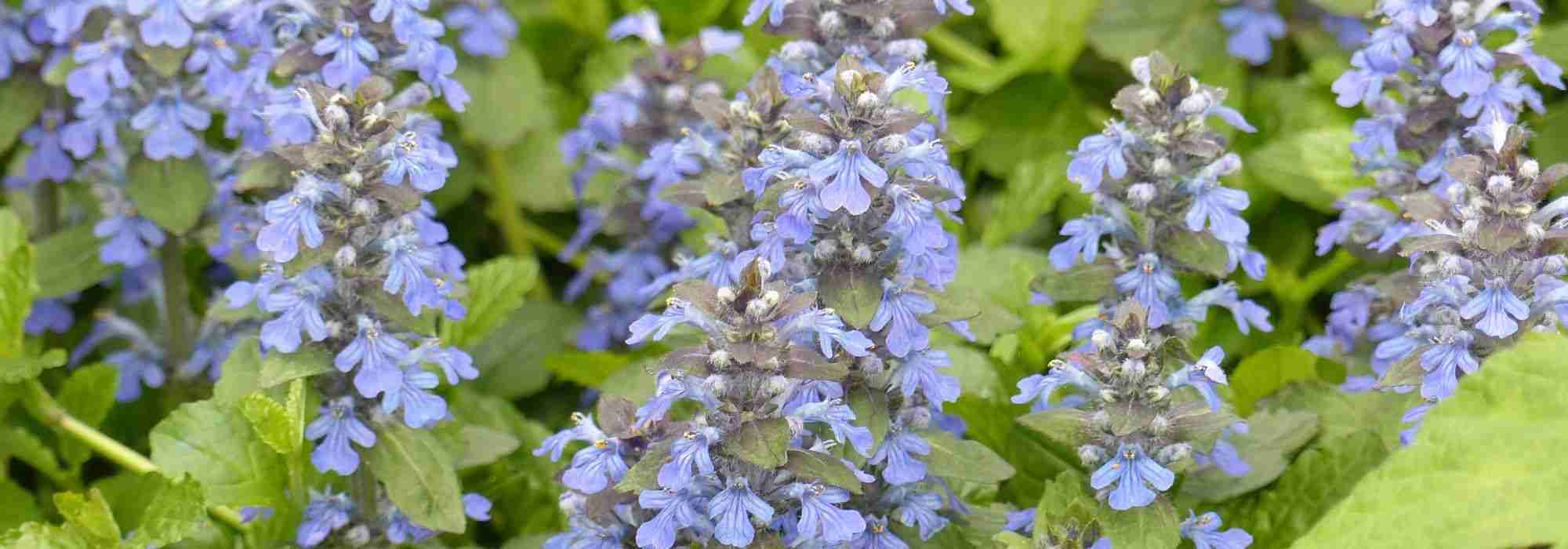 How to pair Ajuga?